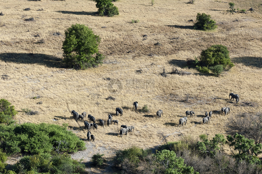 非洲大草原的大象群图片
