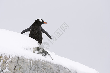 南极洲彼得曼岛的企鹅图片