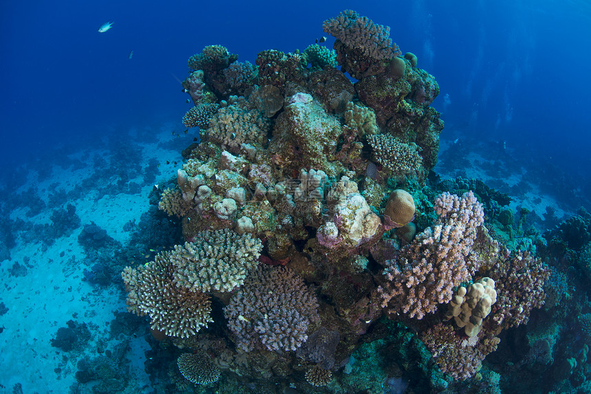 珊瑚红海马萨阿拉姆埃及图片