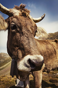 牛的肖像看着镜头图片
