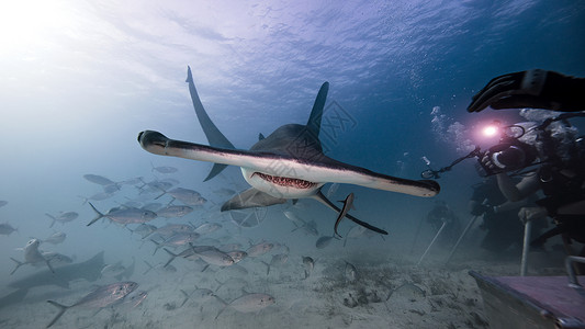 男水下摄影师拍锤头鲨鱼的照片背景图片
