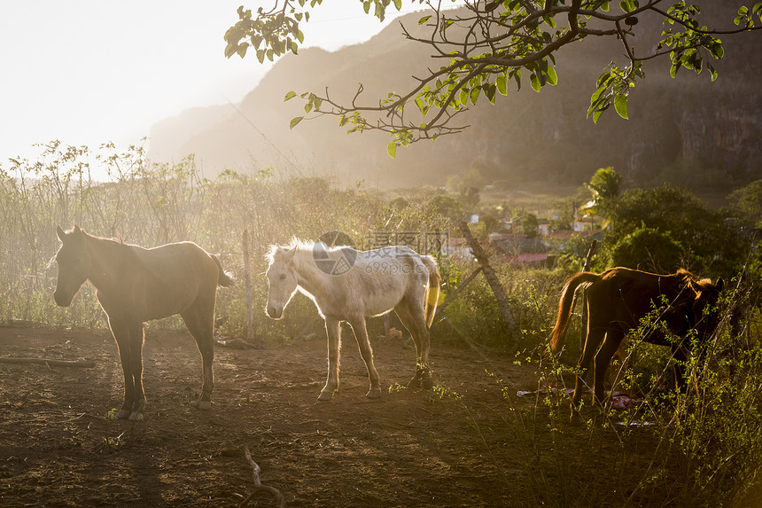 古巴比纳莱斯市日光球场的马匹图片