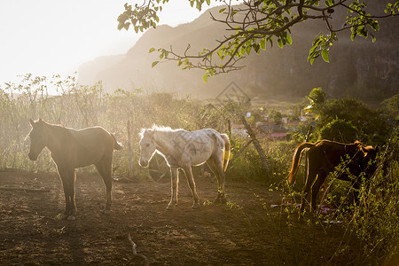 古巴比纳莱斯市日光球场的马匹图片