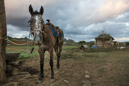 马绑在古巴比纳莱斯的田野围栏哨所上图片