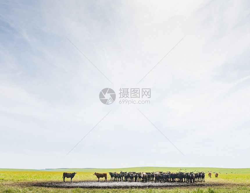 草地上水坑边的牛群图片