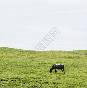 在草地上低头吃草的马匹图片
