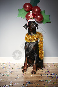 戴着圣塔帽庆祝的狗图片