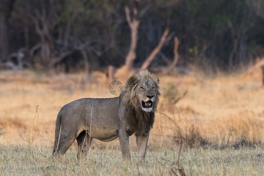 狮子肖像PantheraLeoOkavangoDelta博茨瓦纳非洲图片