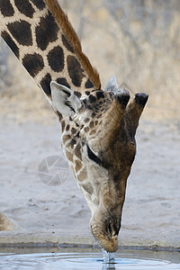 博茨瓦纳卡拉哈里非洲喝水的长颈鹿图片
