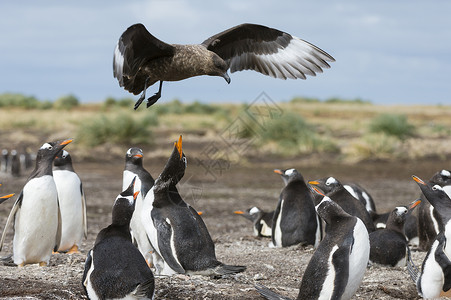 攻击企鹅群的老鹰图片素材