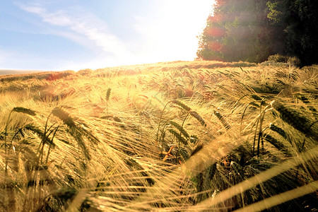 小麦植株金黄的小麦田背景