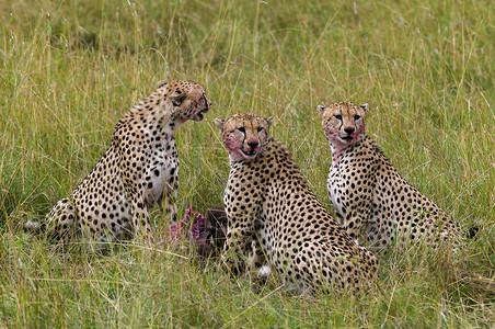 肯尼亚马赛马拉保护区猎豹捕杀角马图片