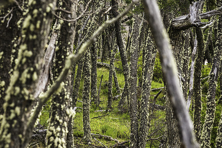 智利巴塔哥尼亚洛斯格拉西雷公园林树干上的利琴图片