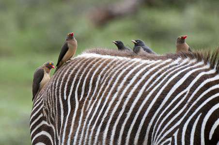 肯尼亚桑布鲁公园格雷维斑马背上的红嘴啄牛鸟高清图片