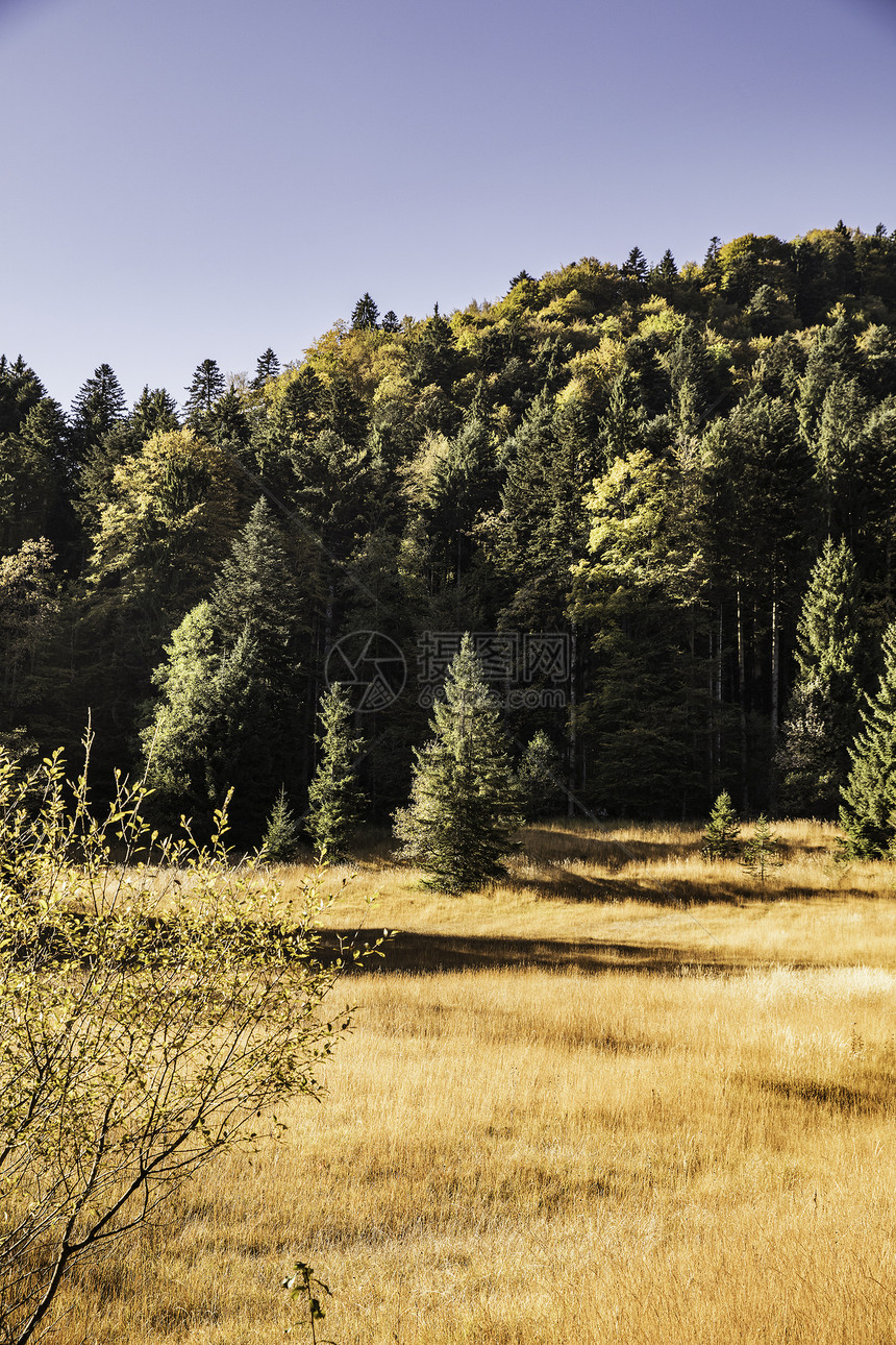 金田和森林景观德国巴伐利亚图片