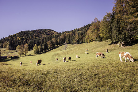 德国巴伐利亚森林山坡上放牧的牛群图片