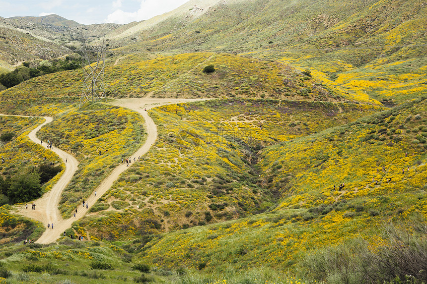 美国加利福尼亚州北埃尔西诺尔游客观赏加利福尼亚花的远景图片