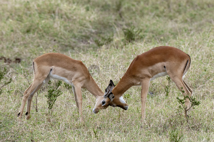 ImpalasAepycerosmelampus陪审员MaasaiMara后备队裂谷肯尼亚非洲图片