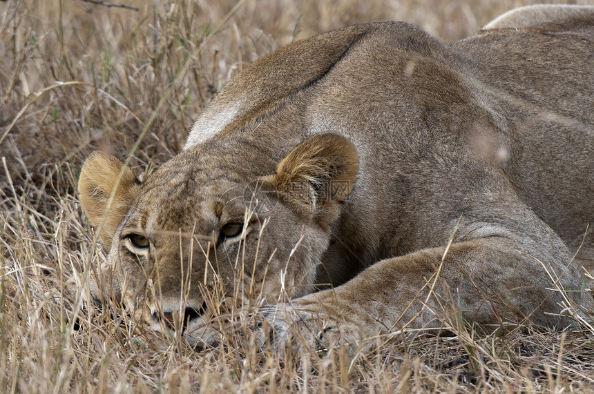 LionessPantheraLeo肖像关闭MaasaiMara保留地肯尼亚裂谷非洲图片