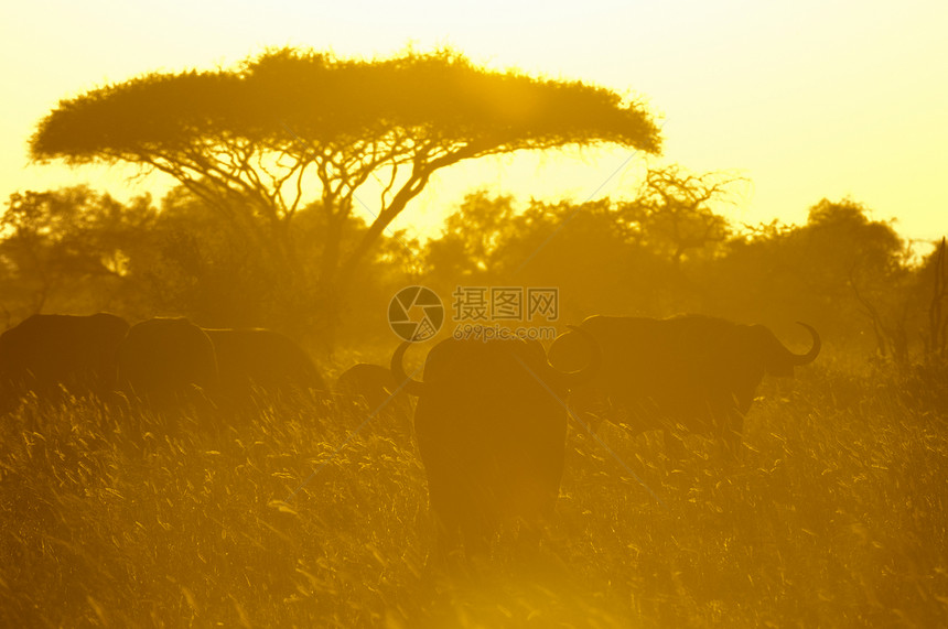 日落时肯尼亚TsavoLualenyi狩猎保护区非洲水牛Synenceruscaffer图片