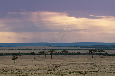 肯尼亚MasaiMara图片