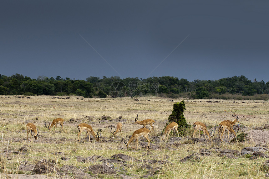 ImpalasAepycerosmelampus肯尼亚马赛拉图片