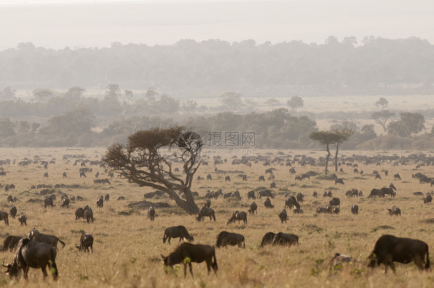 WildebeestConnochaetestaurinus肯尼亚马赛拉图片