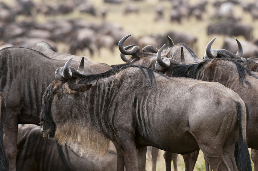 WildebeestConnochaetestaurinus肯尼亚马赛拉图片