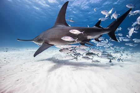 巴哈马大锤头鲨鱼背景图片