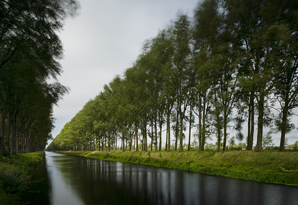暴风雨天的树木比利时西佛兰德达姆利奥波运河图片