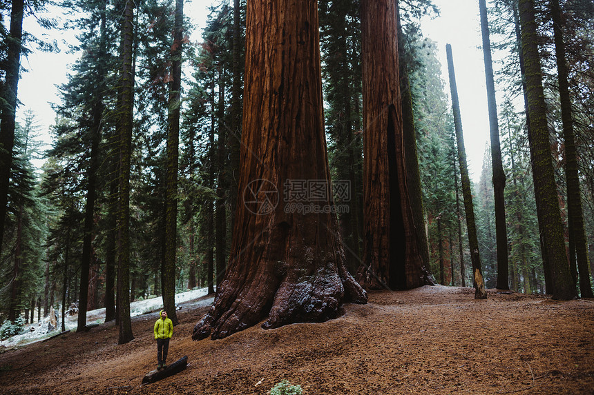 树下的男远足者美国加利福尼亚州塞科公园图片