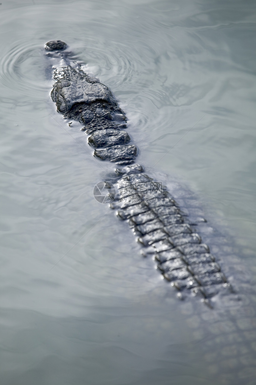 突尼斯野生公园环礁湖的鳄鱼游泳图片