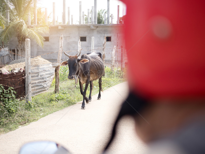 斯里兰卡街头流浪的牛群图片