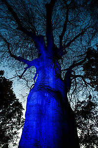 蓝色的树干图片