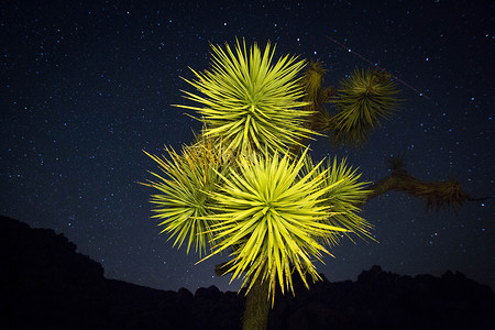 在沙漠中晚上的约书亚树图片