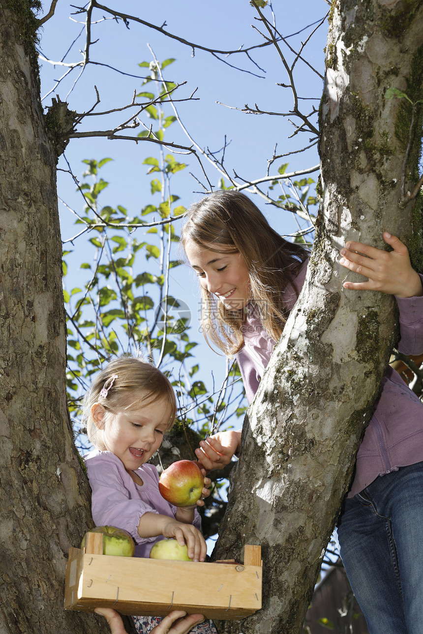 两个年轻女孩从树上摘苹果图片