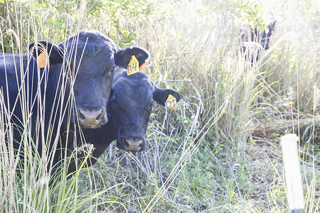 自由牧场有机农上的牛高清图片