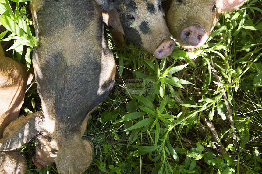 在自由牧场有机农上对传统猪的超视线图片