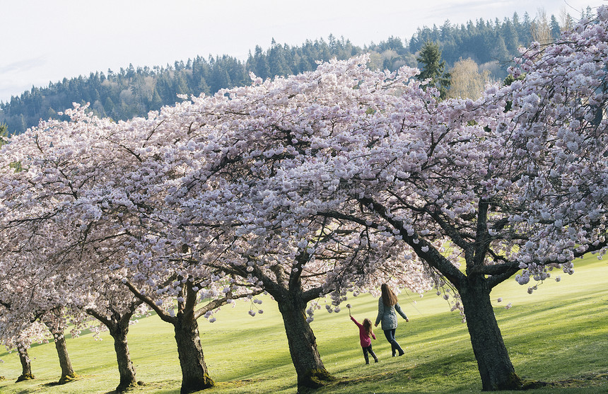 女孩和母亲在公园的樱花边漫步图片