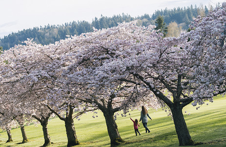 女孩和母亲在公园的樱花边漫步图片