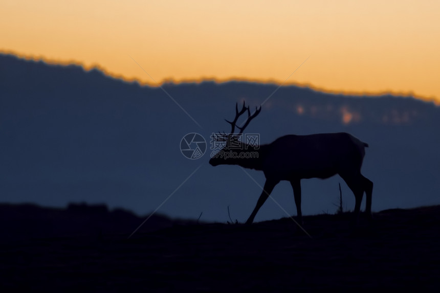 日落时麋鹿剪影图片