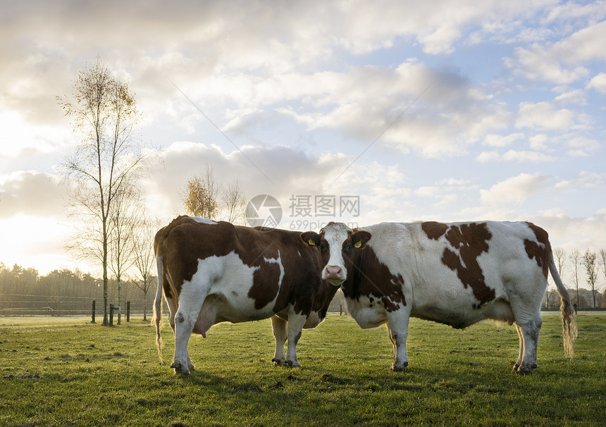 田里对两头家畜牛的肖像图片
