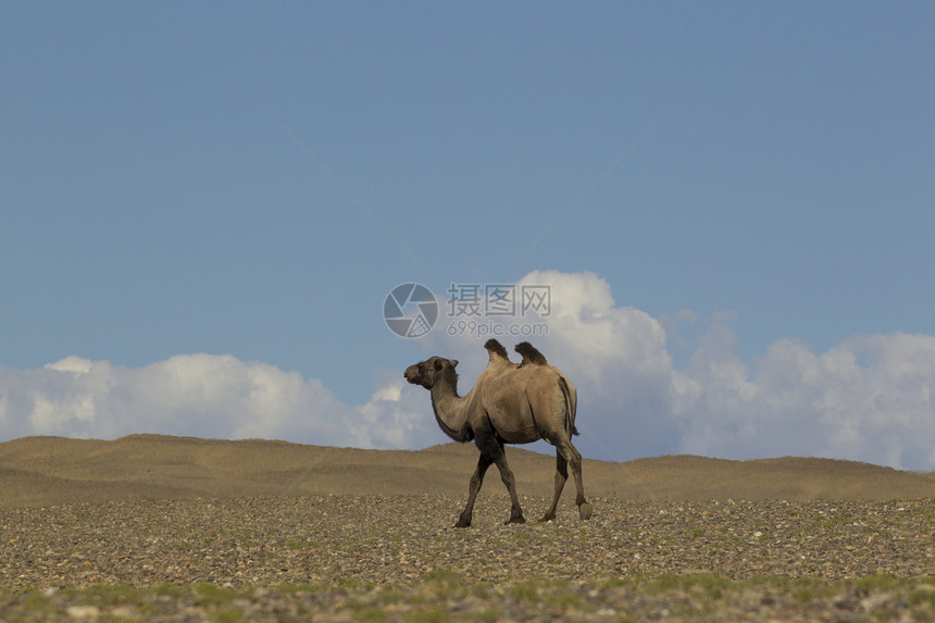 穿越蒙古Khovd沙漠景观的孤白骆驼camelusbactrianus图片