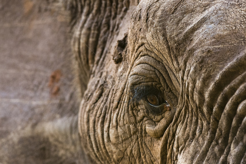 非洲大象Loxodontaafricana的肖像肯尼亚Tsavo非洲图片