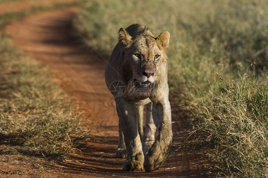 狮子PantheraLeoTsavo肯尼亚非洲图片