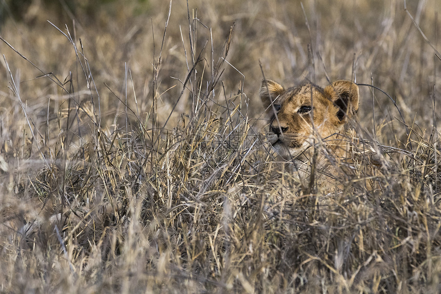 狮子幼崽PantheraLeo长草肯尼亚Tsavo非洲图片