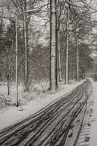 荷兰努尔德伯班特Breda森林的冬季景图片