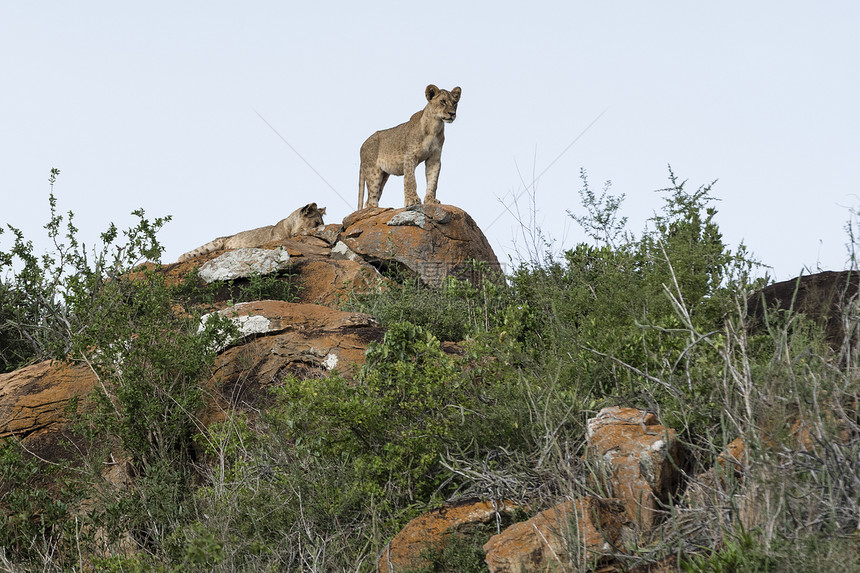 在肯尼亚保留地狮子石上的两只幼崽图片