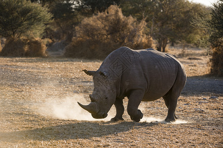 博茨瓦纳卡拉哈里白犀牛扬起了尘土图片