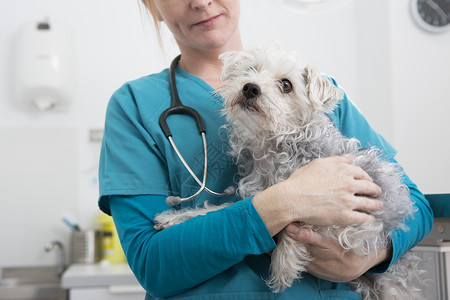 兽医抱着猎犬和贵宾犬混种狗图片